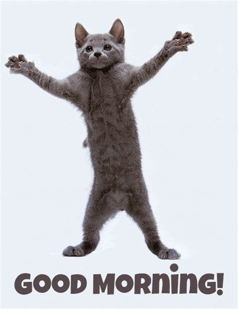 Funny good morning gif. .  ...
