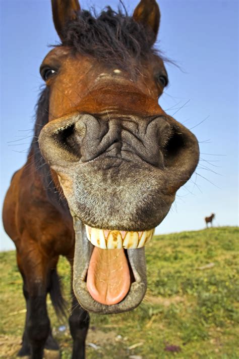 Funny horse. FUNNY QUOTES ABOUT HORSES. If you want some hilarious quotes about horses to keep the humor up, check these funny horse quotes that are witty and induce giggles. “Horse sense is the thing a horse has which keeps it from betting on people.” – W.C. Fields “Those who get in the way of love’s path will be kicked by horses.” – Kyoya 