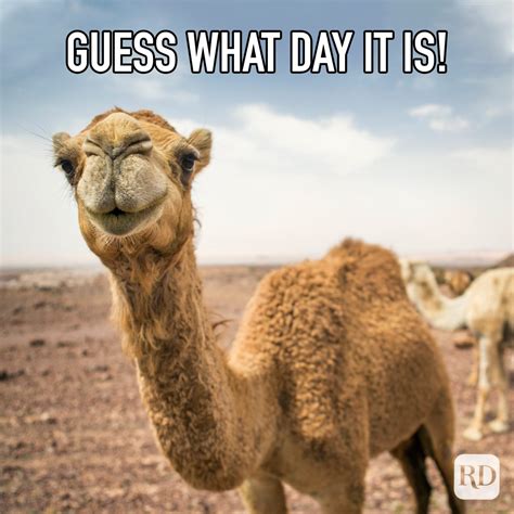 Dirty Hump Day Memes. Get your mind out of the gutter. (I thought t
