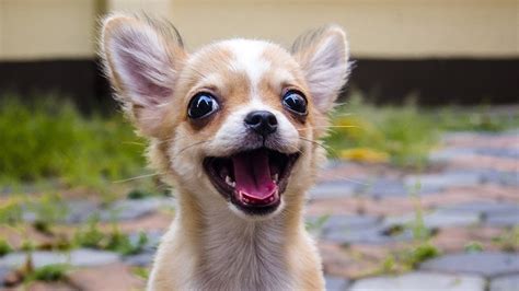 Funny photos of chihuahuas. Things To Know About Funny photos of chihuahuas. 