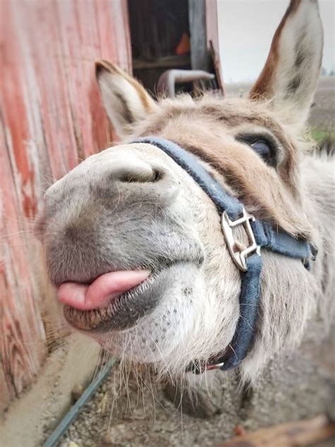 Funny pic of a donkey. Things To Know About Funny pic of a donkey. 