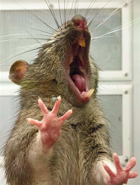 Funny pictures of rats. Things To Know About Funny pictures of rats. 