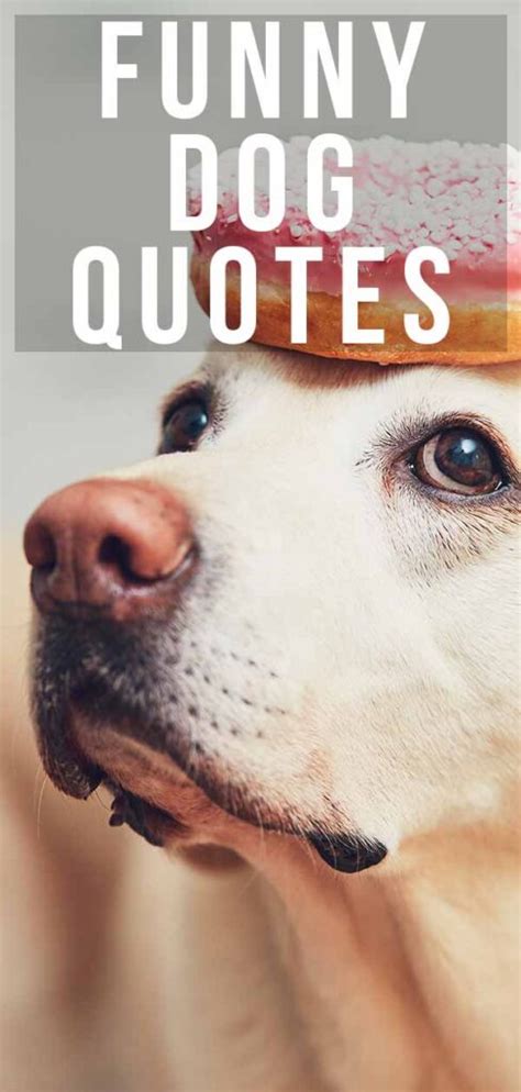 Funny sayings about dogs. Things To Know About Funny sayings about dogs. 