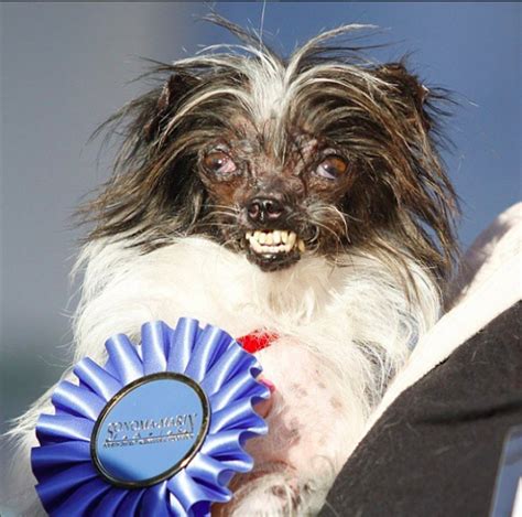 Feb 12, 2019 ... Forget the Westminster Dog Show. The World's Ugliest Dog Contest in Petaluma, California is a celebration of dogs that have been overlooked ...