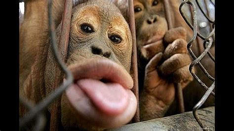 #dog #monkey #animal #funny #laughThis compilation video is for entertainment only. I'm just trying to make everyone relax & laugh!Our purpose, when making C.... 