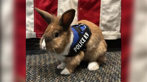 Fur real: Bunny joins California police force