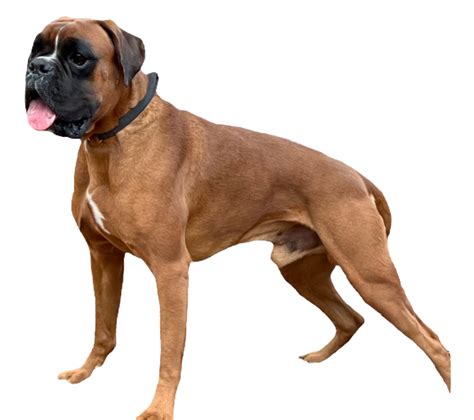 Furevermore boxers. Prices may vary based on the breeder and individual puppy for sale in Charlotte, NC. On Good Dog, Boxer puppies in Charlotte, NC range in price from $1,825 to $3,000. We recommend speaking directly with your breeder to get a better idea of their price range. …. 