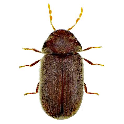 Furniture Beetles Facts & Identification, Control