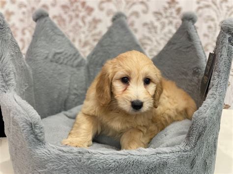 Furrylicious puppies. This Apricot Toy Poodle DOG Id: 3459950 was born on 10/16/2021 here at Furrylicious®. Furrylicious® 531 US Highway 22 E Whitehouse Station, New Jersey 08889 Alumni Puppy Gallery 