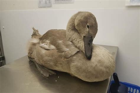 Fury as cygnet rescued after yobs threw stones at it may never …