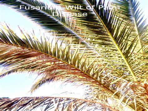 Fusarium Wilt Palm How to Diagnose Disease and Perfect Control