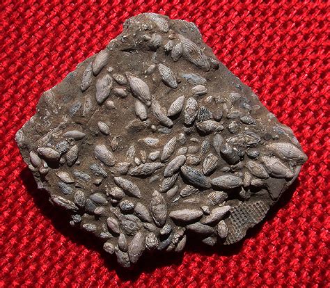 and one-cell fusilinids. Terrestrial leaf and insect fossils have been found. Mass extinction occurred at end of period. Carboniferous Pennsylvanian subperiod Pennsylvanian marine animal fossils include brachiopods, bryozoans, coral, crinoids, mollusks, and one-cell fusilinids. Terrestrial, or land, fossils. 