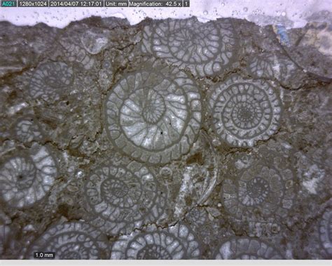 Fusulinid foraminifera are extremely abundant and evolved rapidly in the carbonate platform. This permits further division of the Maokou Formation. Three biostratigraphic units, from bottom to top, are Neoschwagerina simplex zone, Neoschwagerina craticulifera-Afghanella schencki zone and Yabeina-Neomisellina zone (Fig. 2).. 