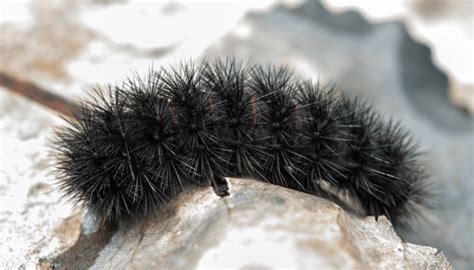 Fuzzy black caterpillars in Texas: Are they poisonous?