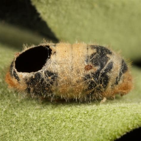 Fuzzy cocoon. .  <a href=https://myfirstdakota.holtonrobotics.org/ebawa/pnc-capital-markets-...