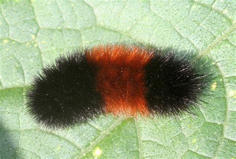 Fuzzy fall visitors: Caterpillars that attract attention …