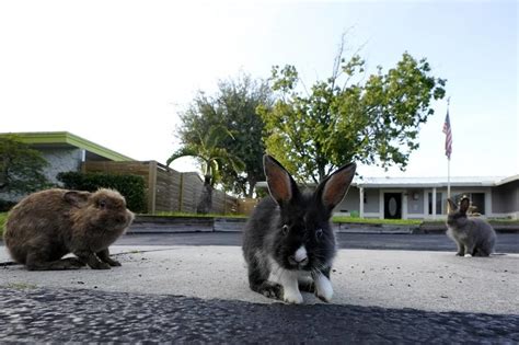 Fuzzy invasion of domestic rabbits has a South Florida suburb hopping into a hunt for new owners