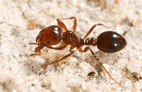 They sting as well. Other ants use their mandibles and mouth to pinch skin and bite, whereas fire ants grasp the skin to bite it before injecting a toxin with their stinger, hence the immediate pain. Differences in behavior can also help to identify a fire ant. Fire ants are extremely aggressive and will swarm instantly if their mound is disturbed..