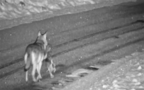 Gümüşhane’de aç kalan kurtlar avladıkları sokak köpeğini taşırken görüntülendis