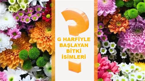 G ile Bitki . 