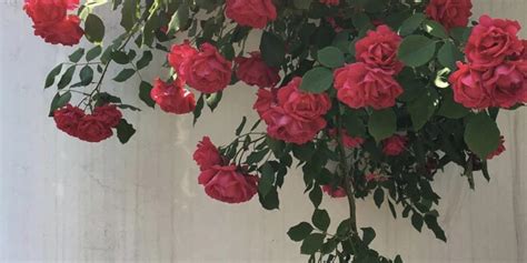 G0Thbondage Leaked [HD] 🔥