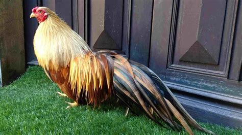 Ga Tre - balustradellc