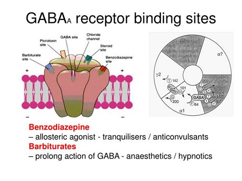 GABAA receptor - Wikipedia