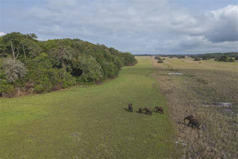 Gabon Secures Backing From Bezos Earth Fund for $200 Million ... - raincitystudios.com
