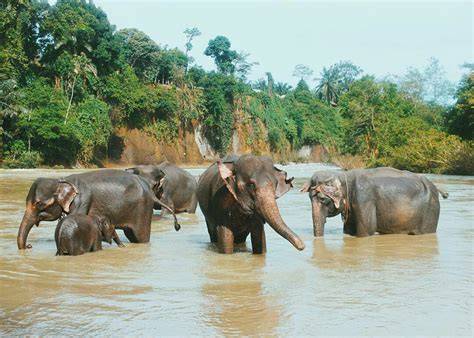 Gajah Sumatera Melintas di Taman Nasional Gunung Leuser - raincitystudios.com