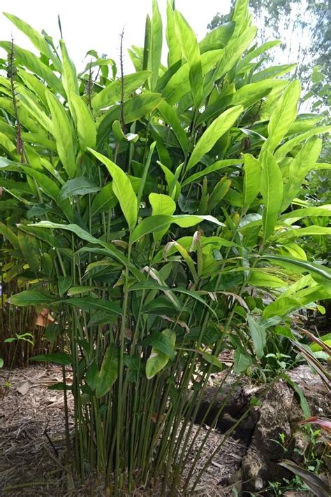 Galanga Plant Care & Growing Basics: Water, Light, Soil, Propagation ... - balustradellc