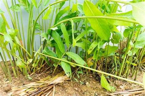 Galangal, greater Cultivation | Agrownet Growing Galangal, greateres … - balustradellc