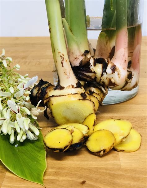 Galangal: A wonderful spice and potent medicinal - Plants Heal - balustradellc