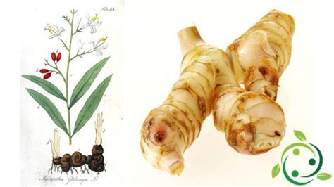 Galangal Culture - Hawaii Clean Seed - balustradellc