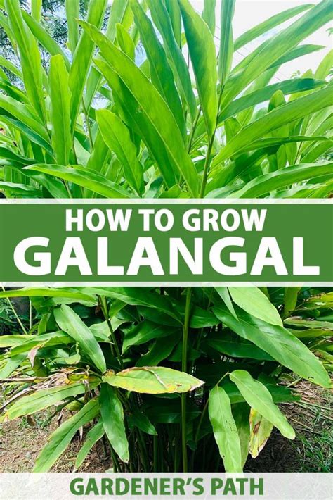 Galangal Plant: Cultivation, Identification, and Culinary … - balustradellc