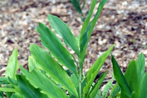Galangal Plant Care & Growing Guide | Plantly - balustradellc