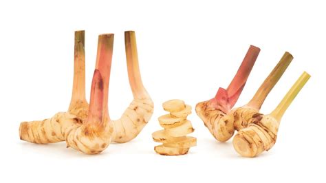 Galangal RHIZOME - Evergreen Thai Ginger - balustradellc