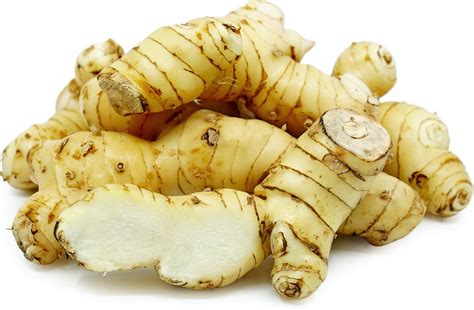Galangal Root Information and Facts - Specialty Produce - balustradellc