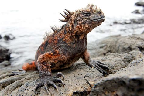 Galapagos Animals & Wildlife - Animals in Galapagos … - muktibox.com