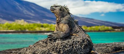 Galapagos Escape - Solaris (Iti by Exodus Travels -... - muktibox.com