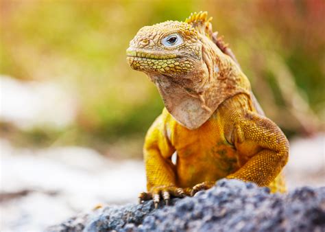 Galapagos Islands Animals: Wildlife & Species You … - muktibox.com