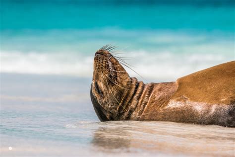 Galapagos sea lion - Galapagos Conservation Trust - muktibox.com