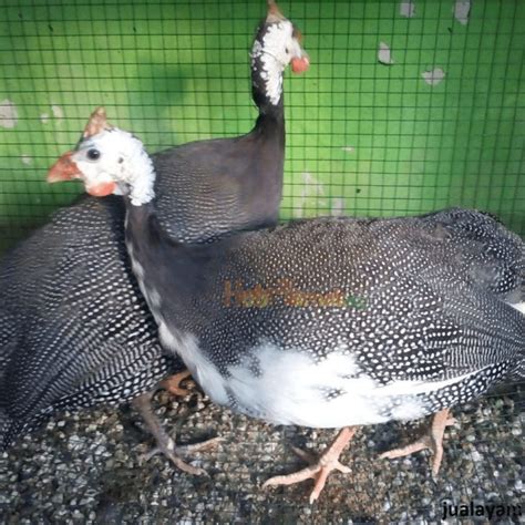 Galeri Foto Ayam Mutiara Terbaru - HOBI TERNAK - balustradellc