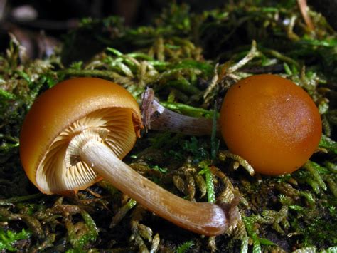 Galerina marginata - muktibox.com