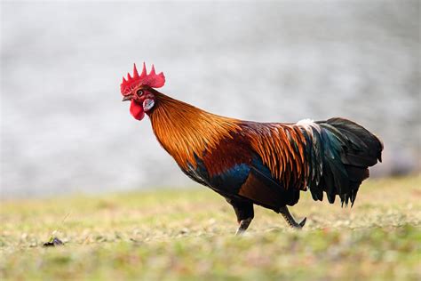 Gallus gallus (red junglefowl) | INFORMATION | Animal … - balustradellc