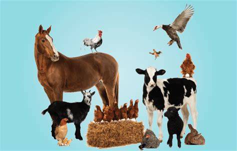 Gambar Animal health livestock poultry - Shutterstock - raincitystudios.com