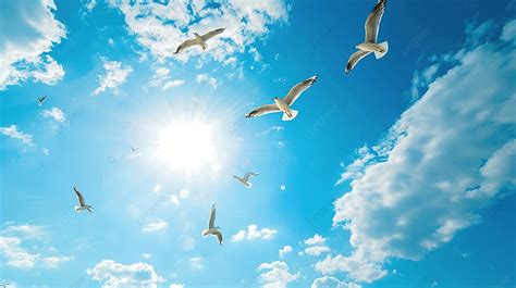 Gambar Background Burung Langit, Unduh Gratis Foto Latar - balustradellc