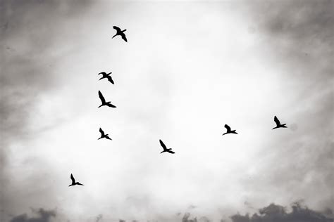 Gambar Background Burung Terbang, Unduh Gratis Foto Latar - balustradellc