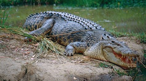 Gambar Buaya Air Asin - muktibox.com