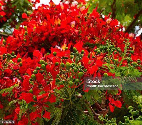 Gambar Flamboyan, Stok Foto, dan Background - Pngtree - raincitystudios.com