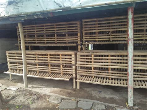 Gambar Kandang Ayam Petelur Dari Bambu - balustradellc